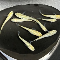 メダカ　すずらん　9匹　めだか❗️の画像