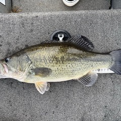 バス釣り仲間募集！！