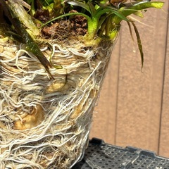 ナガバオモダカの画像