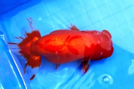 金魚らんちゅう　17センチ２歳