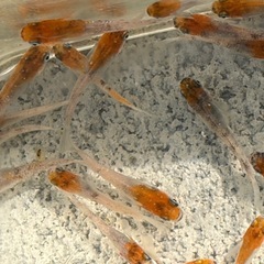 メダカ　三色雲州の画像