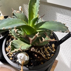 アガベ　チタノタ　白鯨　Agave titanota アガベ　夕映厳龍　ソーラーエクリプスの画像