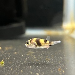 南米淡水フグの画像