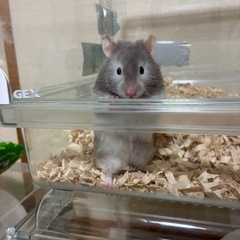 ハムスターの赤ちゃんの画像