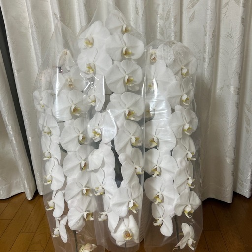 胡蝶蘭
