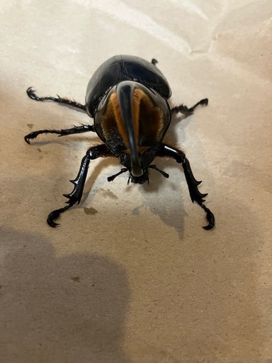即ブリ　サタンオオカブト
