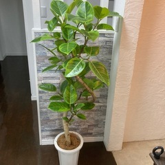 観葉植物🪴フィカス・アルテシマ✨（ゴムの木）の画像
