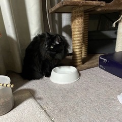 [急募]長毛黒猫2匹