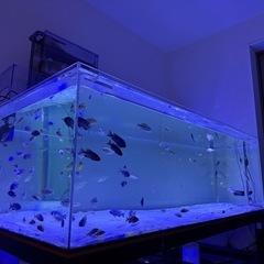 1800×900×600 板厚15mm アクリル水槽　ぷぅ工房 上部フィルターの画像