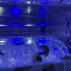 1800×900×600 板厚15mm アクリル水槽　ぷぅ工房 上部フィルターの画像