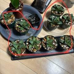 観葉植物 アガベ 白鯨の画像