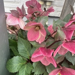 クリスマスローズの画像