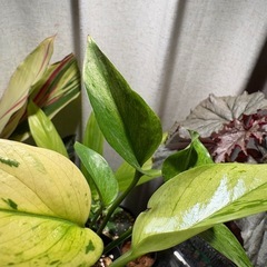 ポトス　テルノアマゾン　③の画像