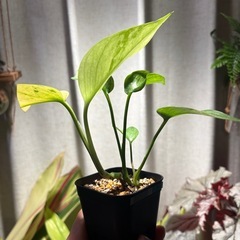 ポトス　テルノアマゾン　③の画像