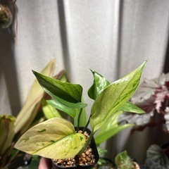 ポトス　テルノアマゾン　③の画像