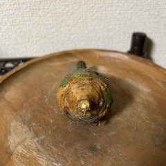 ユーフォルビア インファウスタ 子株①の画像