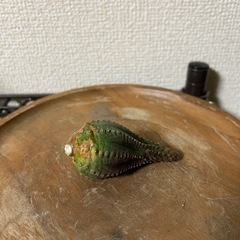 ユーフォルビア インファウスタ 子株③の画像