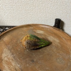 ユーフォルビア インファウスタ 子株③の画像