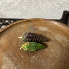 ユーフォルビア インファウスタ 子株2株セット①の画像