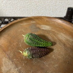 ユーフォルビア インファウスタ 子株2株セット①の画像