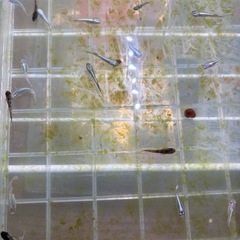 画像の全てのメダカの画像