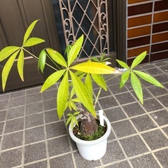 パキラ　アクアティカ3の画像