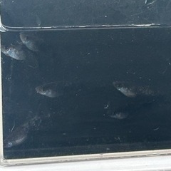 メダカ　曜変天目　3ペアの画像