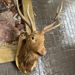  【大型】鹿の剥製トロフィー｜店舗装飾・インテリア｜迫力ありの画像