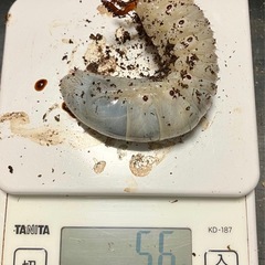 ヘラクレスオオカブト　幼虫　♂♀ペア　の画像