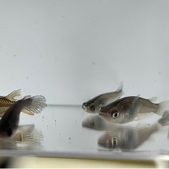 メダカ　オロチ&オロチヒレ長　10匹❗️めだか
の画像