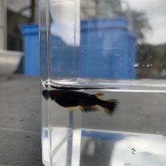 メダカ　五式TYPE R GODの画像