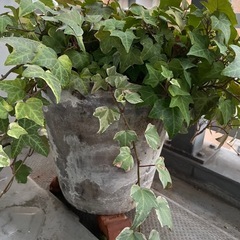 アイビー（観葉植物）の画像