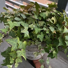 アイビー（観葉植物）の画像