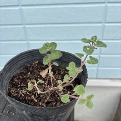 キャットミント（小）の画像