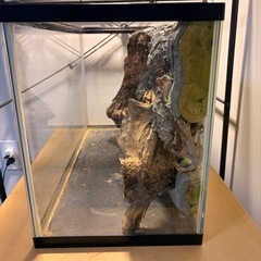 レイアウト　爬虫類　水槽の画像