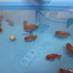 協会系 らんちゅう【はねこちゃん】の画像