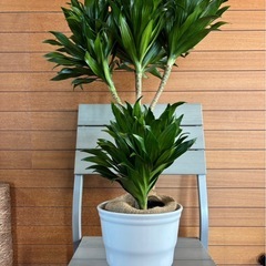 コンパクタの画像