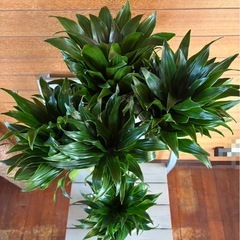 コンパクタの画像