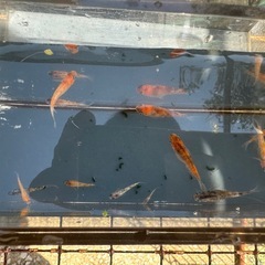 メダカ 三色ラメ 10匹 選別もれの画像