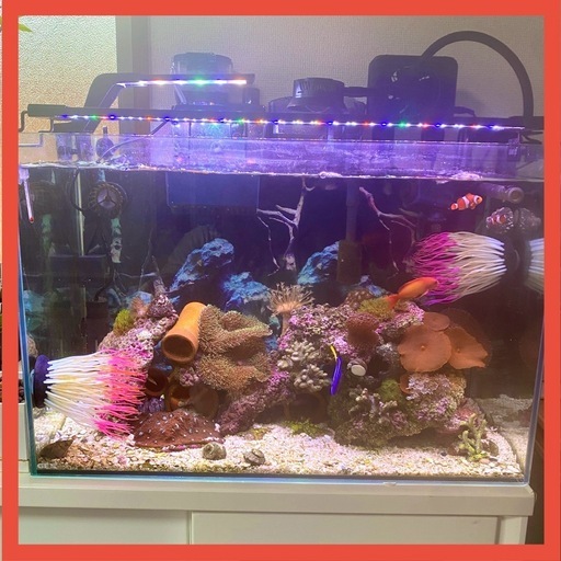 60cm水槽　ライト×2 水中ポンプ×2 設置サービス
