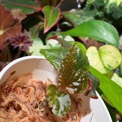 ベゴニア　ブラックドラゴン（謎）の画像