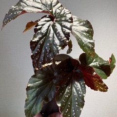 ベゴニア　ブラックドラゴン（謎）の画像