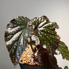 ベゴニア　ブラックドラゴン（謎）の画像