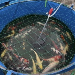 錦鯉各種まとめて／商談中の画像