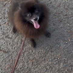 黒ポメラニアン