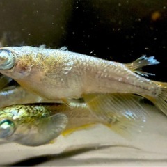 琉めだか⭐️⭐️めだか　100種類以上から各種販売‼️🤩また卵の販売もOK‼️の画像