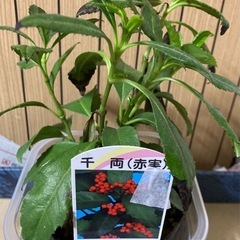 苗木　千両の画像