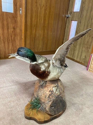 カモの剥製、木製スタンド　はばたき カモ | 鳥類 | 剥製の製作・直売・レンタル・修理なら剥製専門店