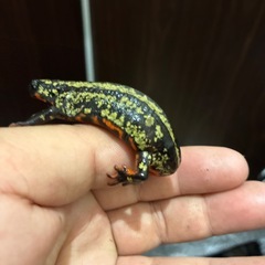 全国送料無料自家繁殖CB個体超激レア超強金箔個体SSSグレードオキナワシリケンイモリメス1匹即決25000円の画像