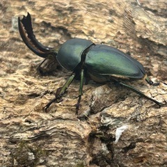 KOTA's insect パプキン トリオ ♂♀♀ ワメナの画像